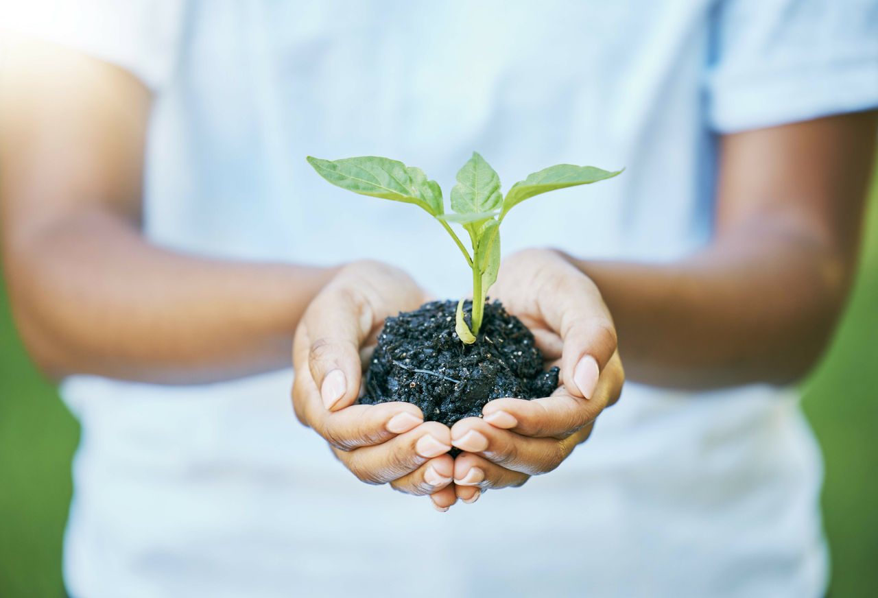 Hands, plants and growth for earth day, sustainability and volunteering in gardening, agriculture o.